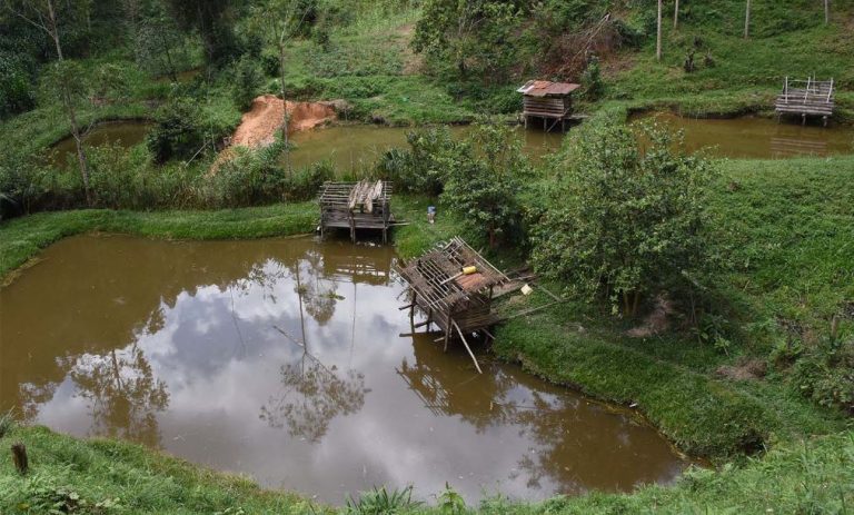 Quel lien entre l’élevage de porc et la pisciculture ?