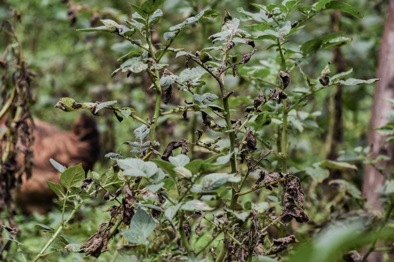 Lubero face aux défis climatiques : l’agriculture en péril, des solutions en marche