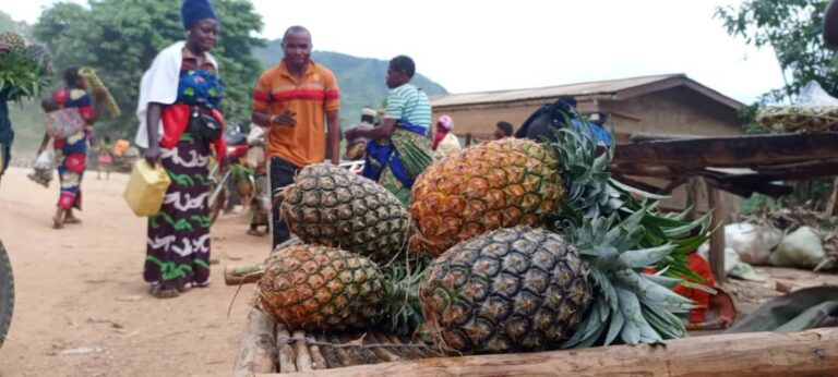 Insdustrie du jus d'ananas donnée par Moïse KATUMBI, à Maboya sera construite par la Caritas Butembo-Beni.