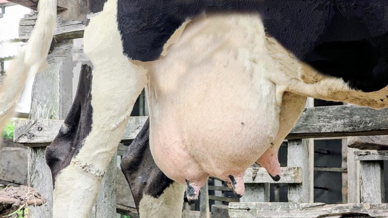 A la Ferme Ecole Nino Baglieri, la Caritas Butembo-Beni mise sur l’élevage pour lutter contre la malnutrition