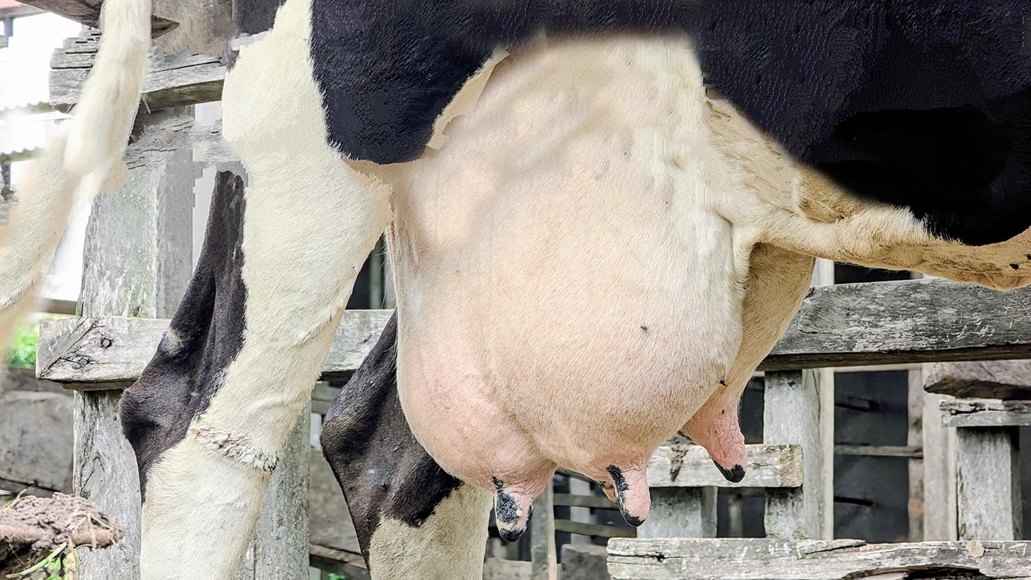 A la Ferme Ecole Nino Baglieri, la Caritas Butembo-Beni mise sur l’élevage pour lutter contre la malnutrition